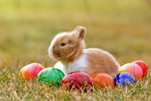 Ein frohes Osterfest